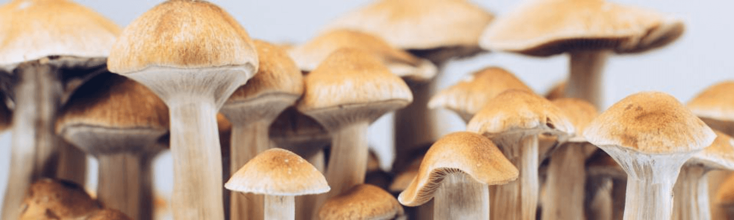 Mushroom Cultures