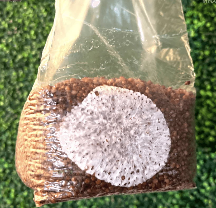 Sterile 3lb Grain Bag